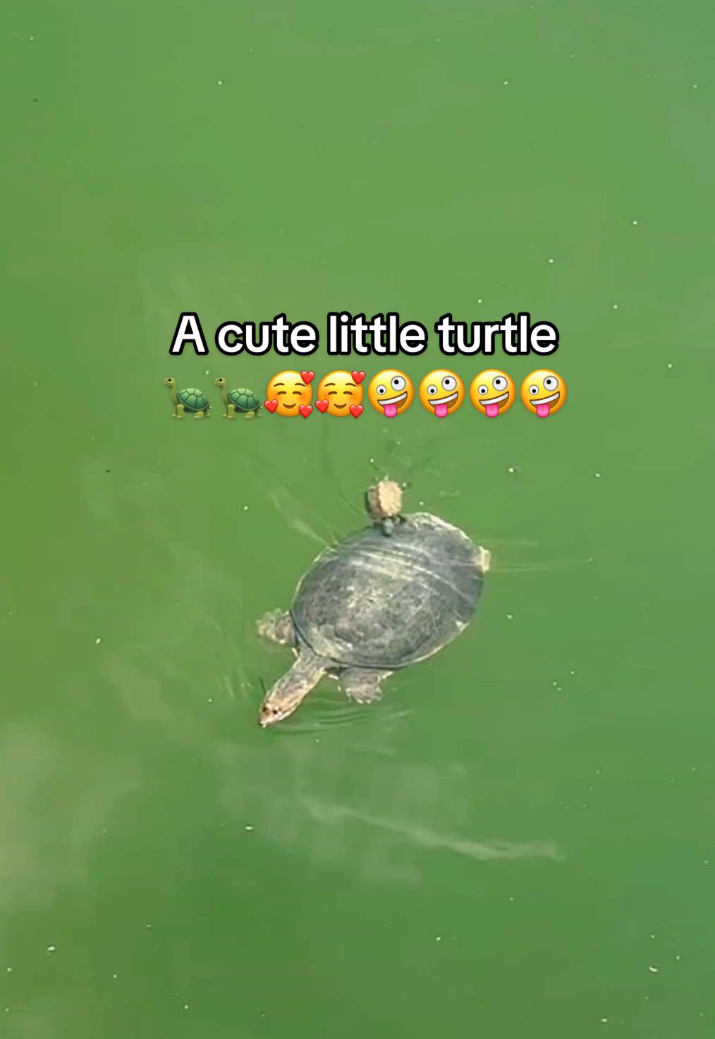 @Mr. Turtle
