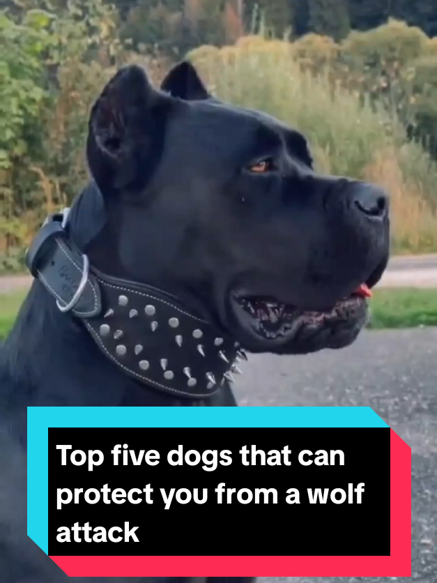 @The pet post