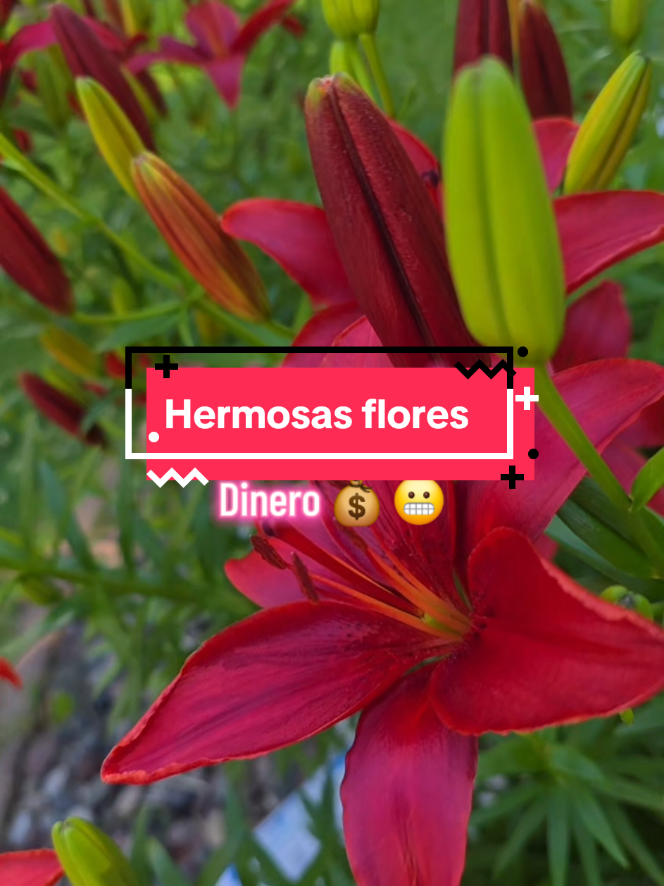 @✾🩷ᴍᴀʀᴛɪɴᴀ ʀᴇʏᴇs ᴍᴀʟᴅᴏɴᴀᴅᴏ🩷 ✾