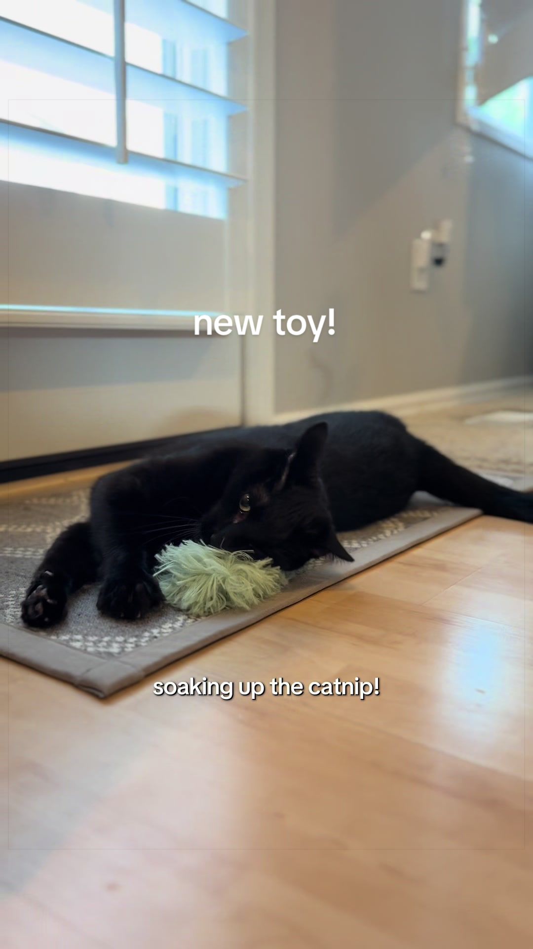 @furtastic4cats