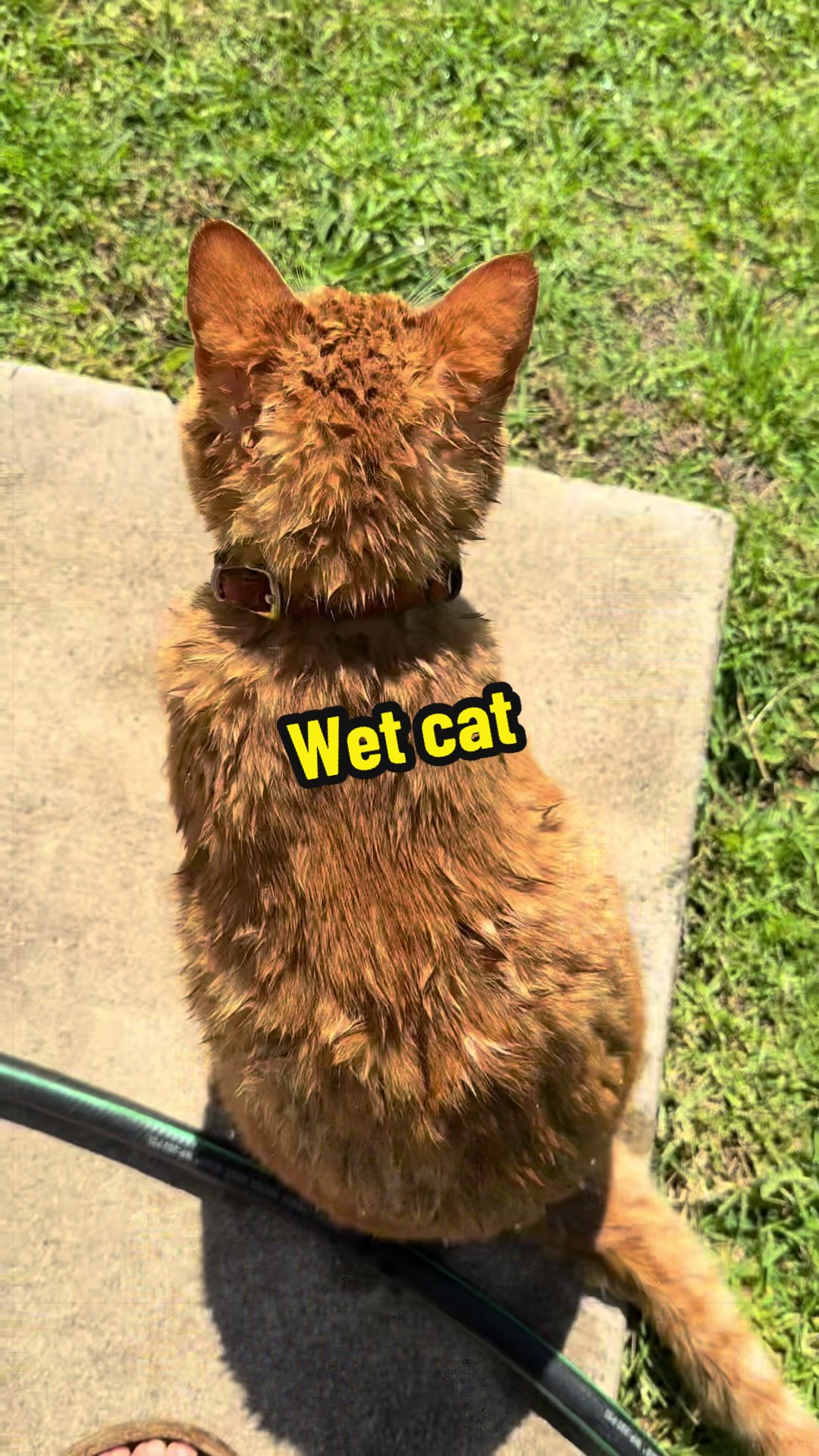 @DooDooCAT