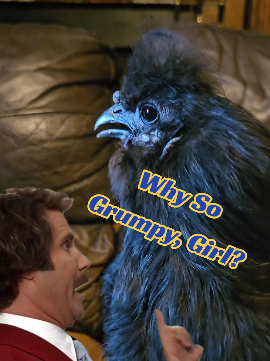 @The Ten Hens