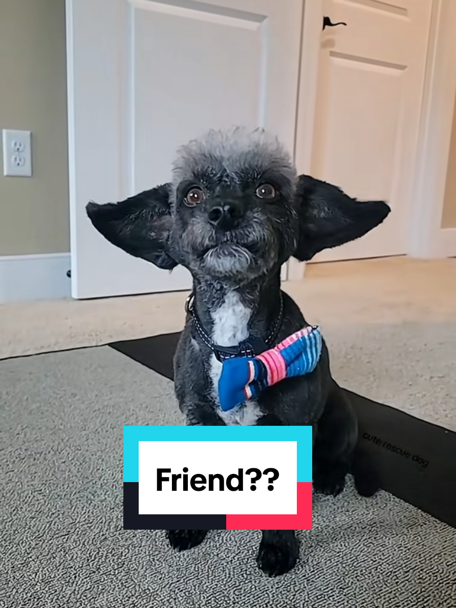 @Koda the Canine Yoda