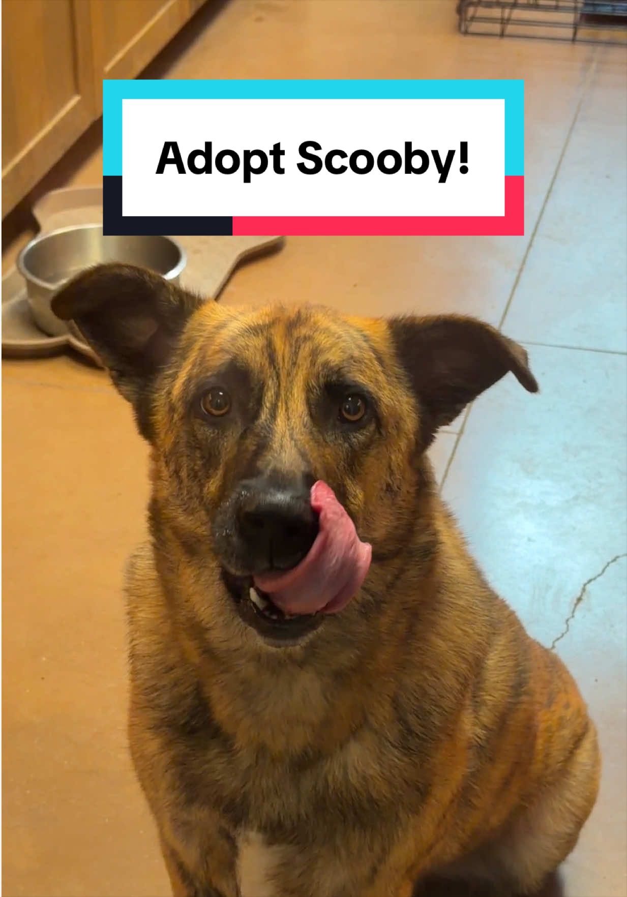 @PAWS Shelter