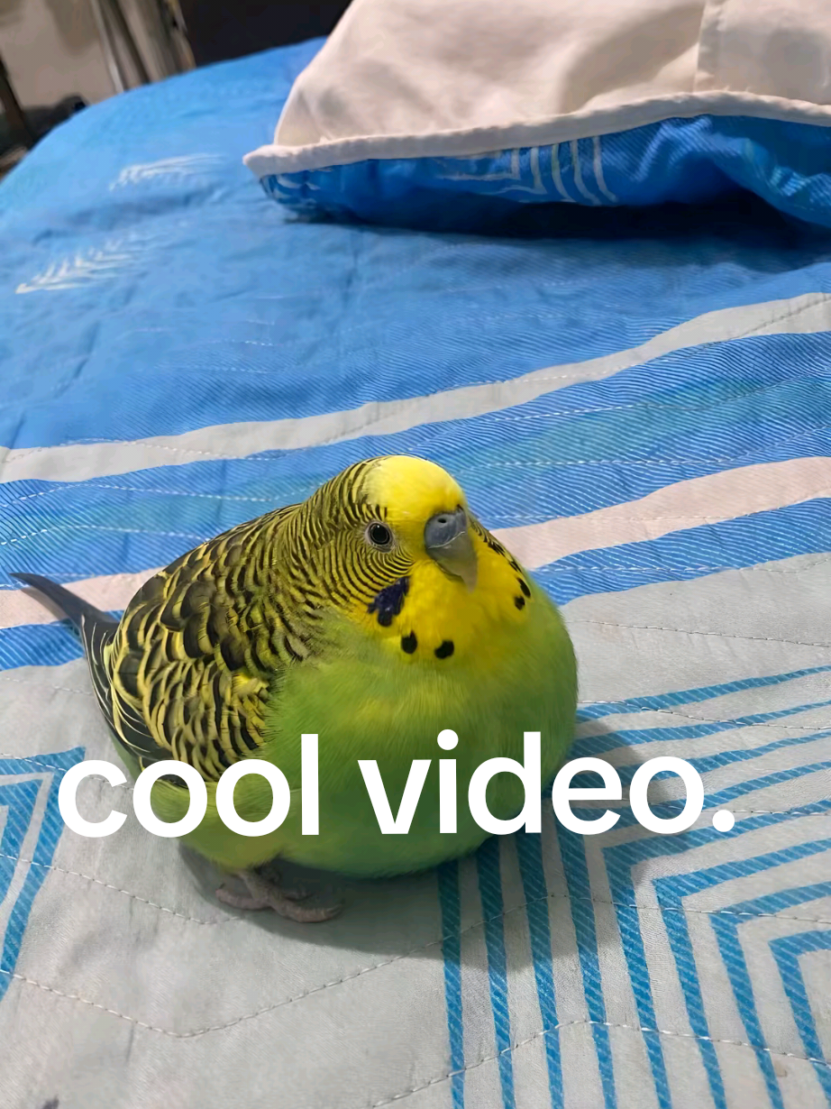 @dinofob