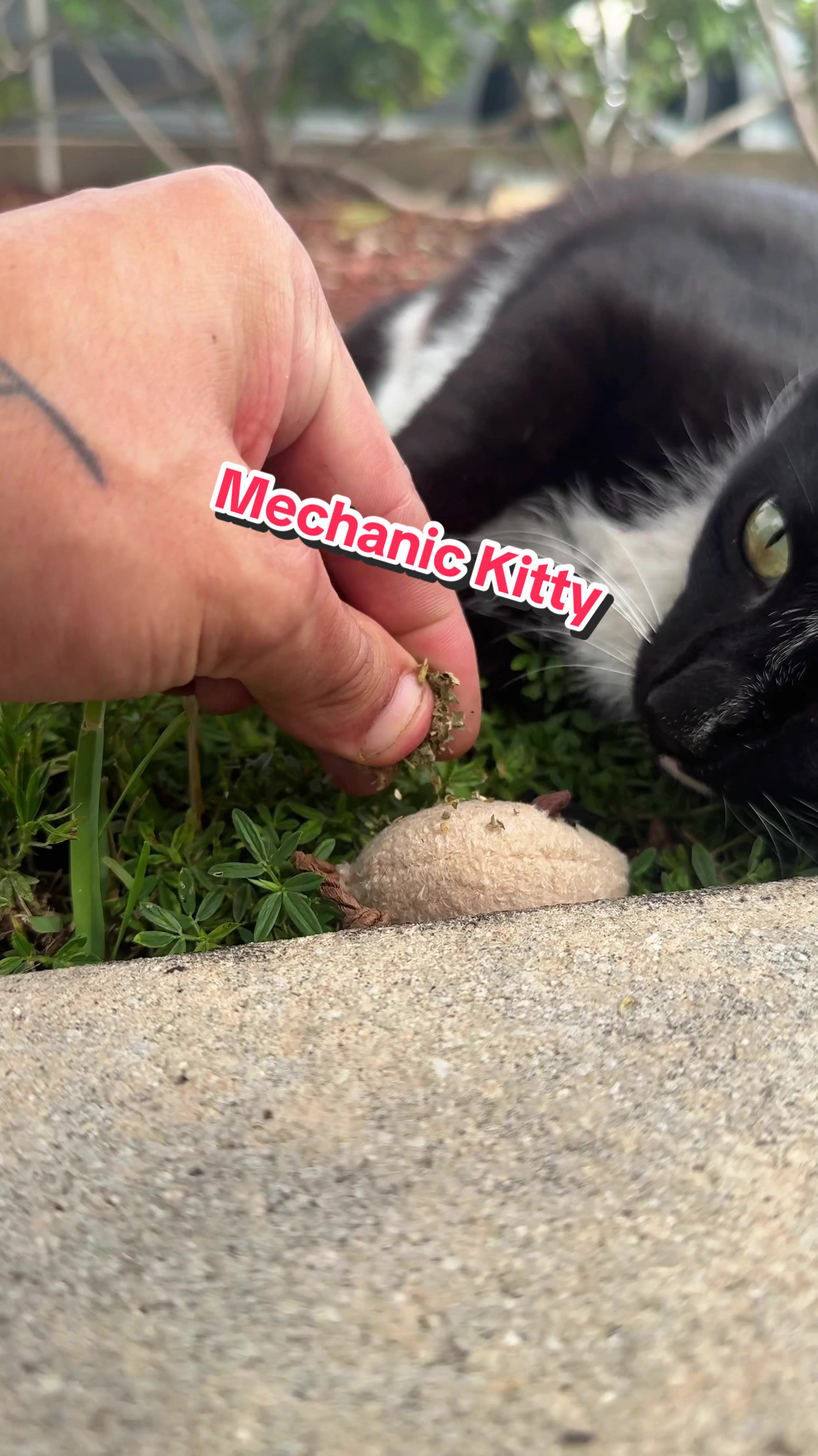 @apoinsettia