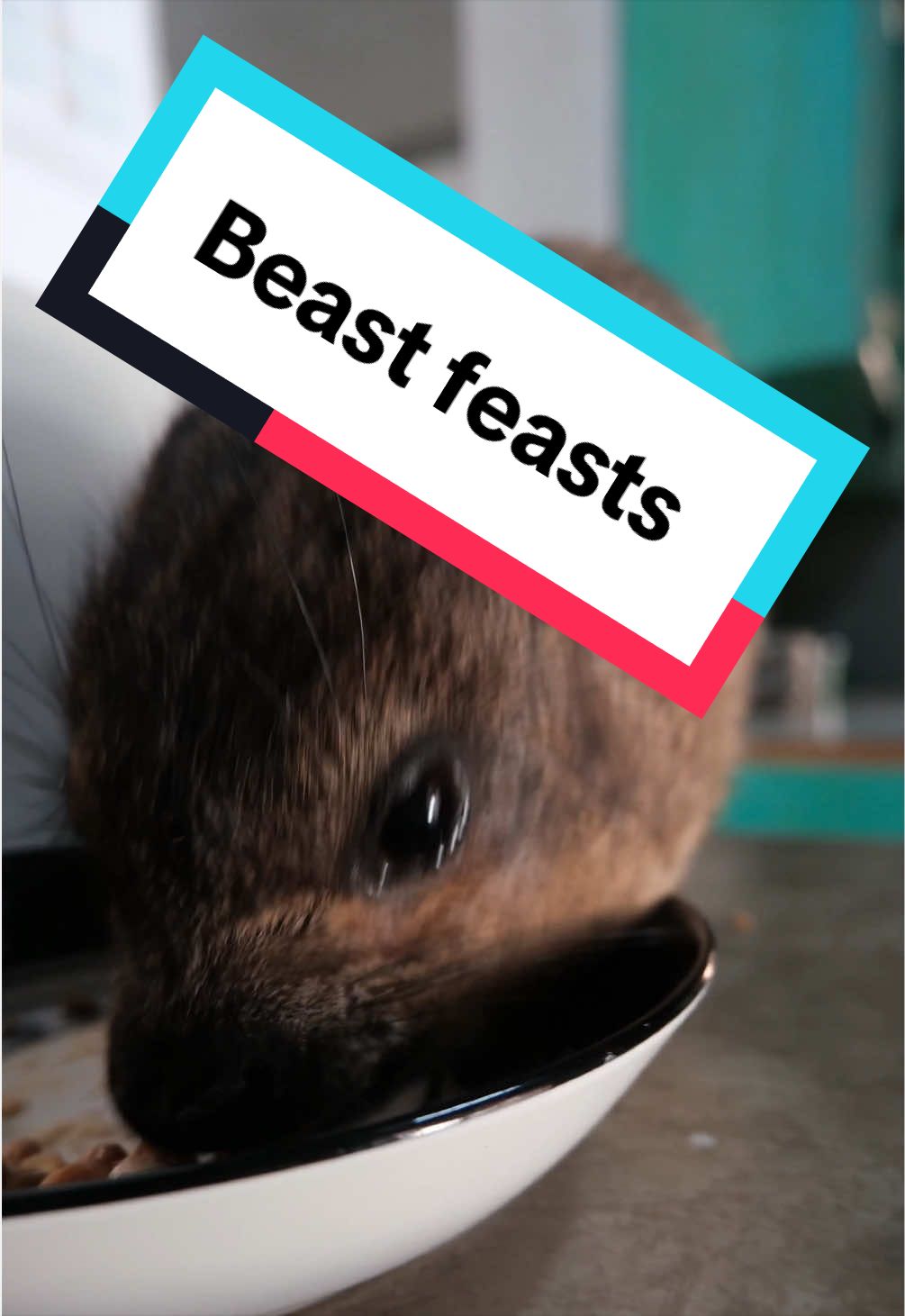 @Hyraxhub