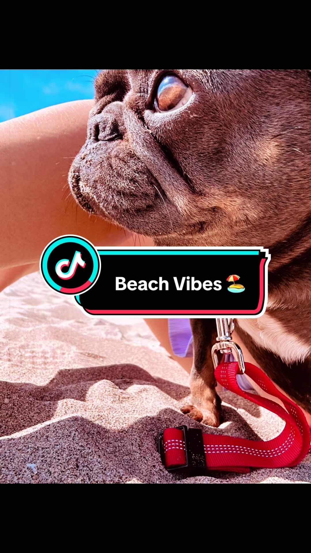 @Maki&ensp;the&ensp;Frenchie