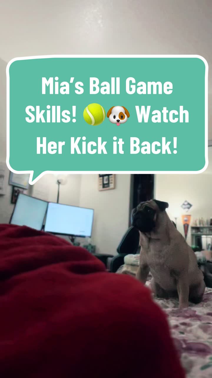 @Benji&Mia the Pugs