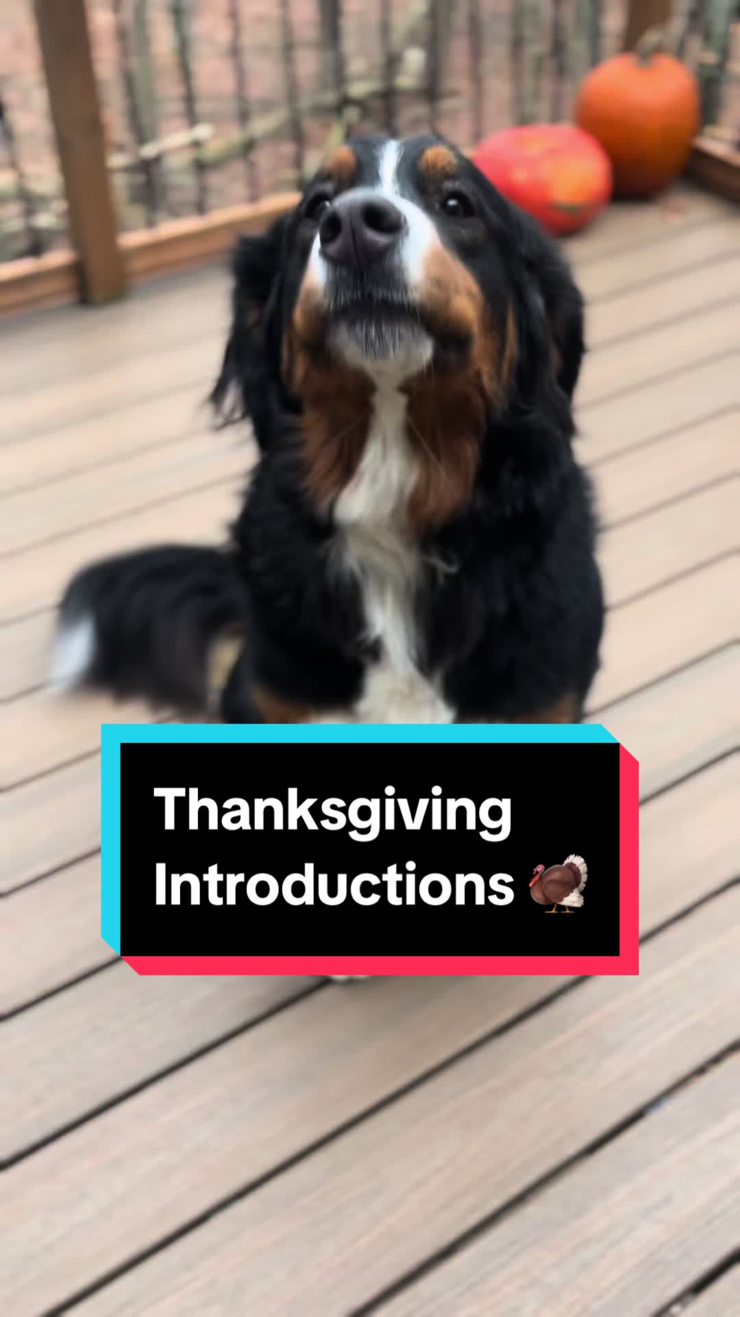 @Chef Linguini 🐶👨🏻🍳