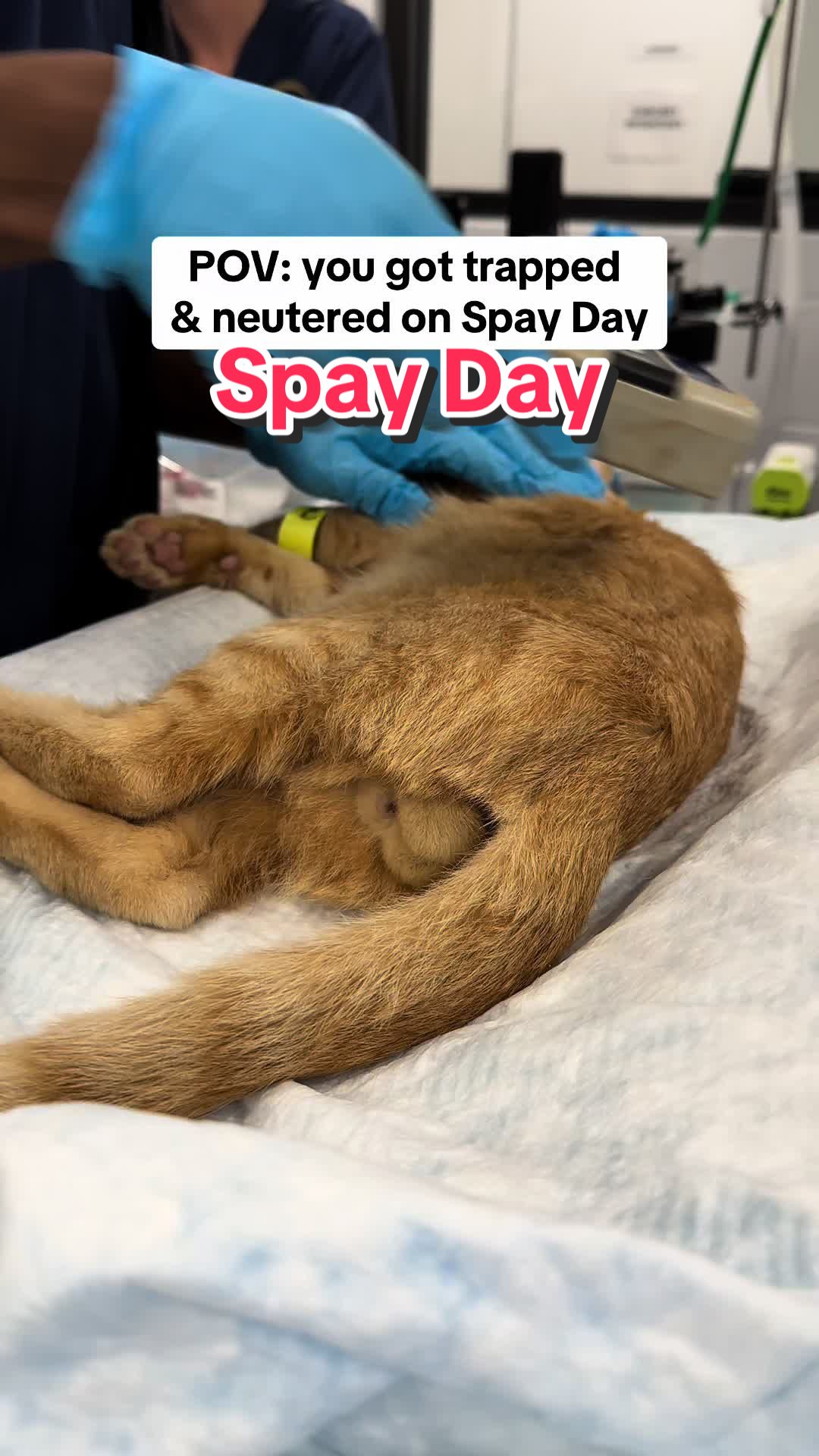 @Peggy Adams Animal Rescue