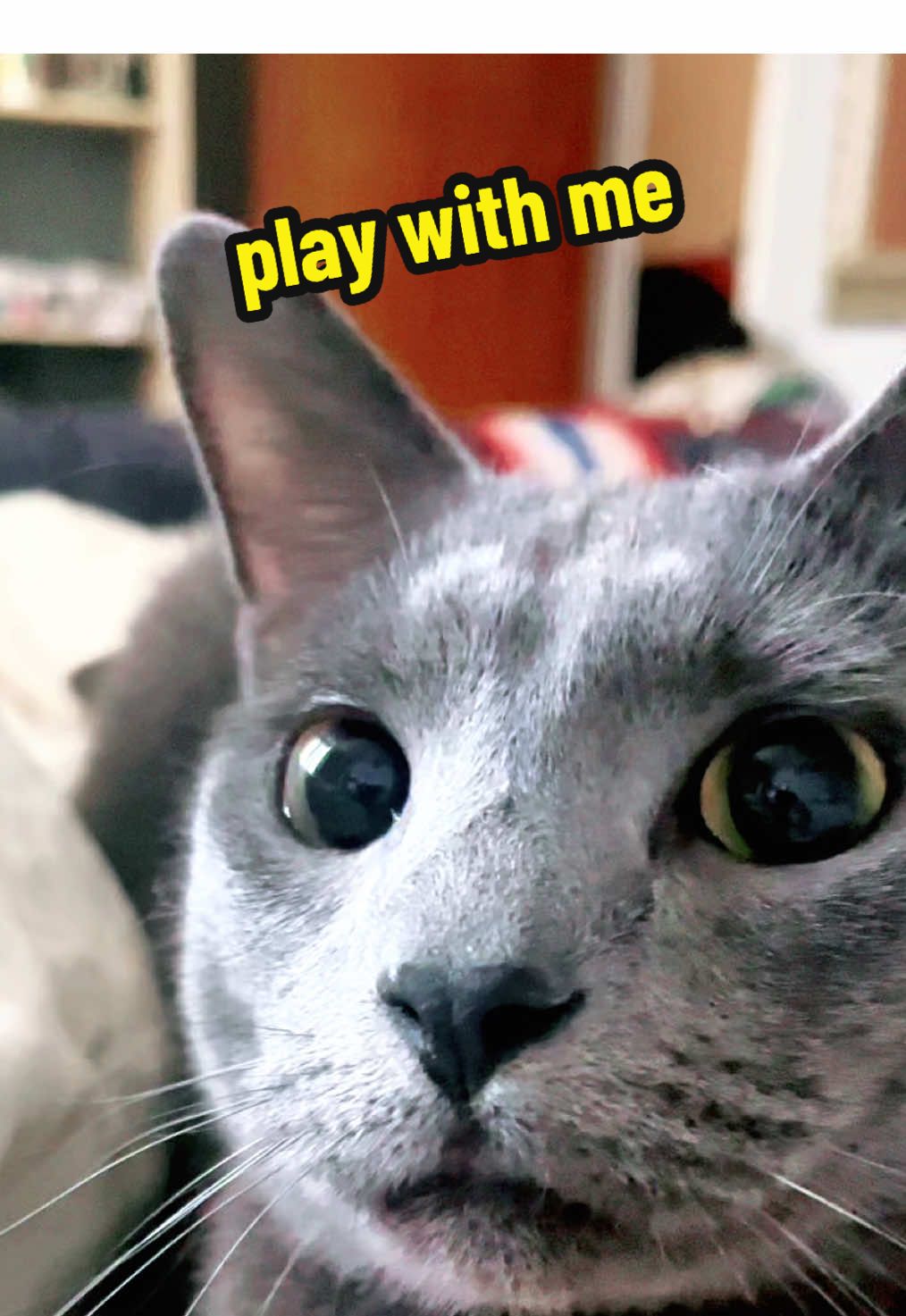@NermalTCat