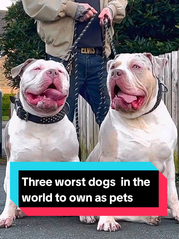 @The pet post