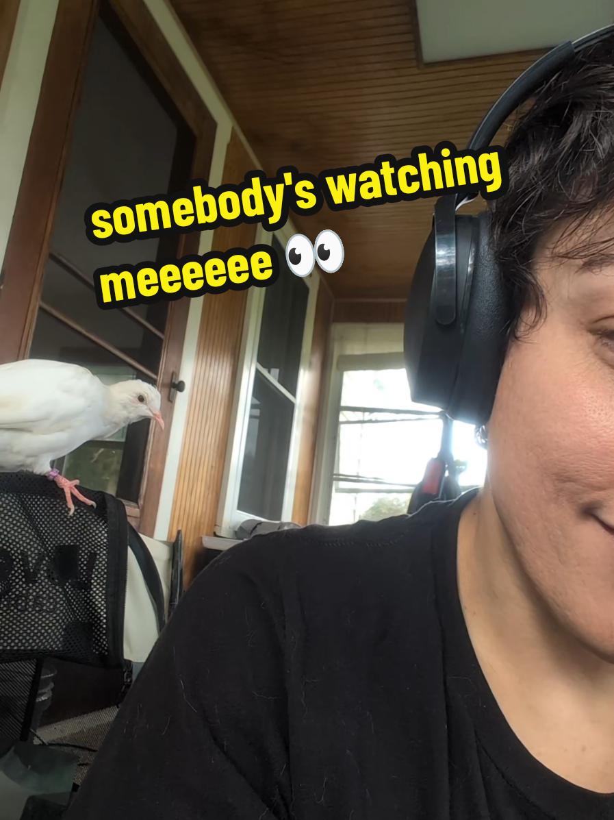 @Pigeons for Miles 🕊️