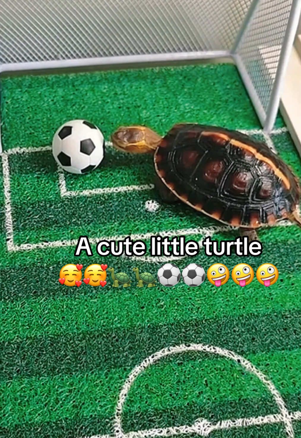 @Mr. Turtle