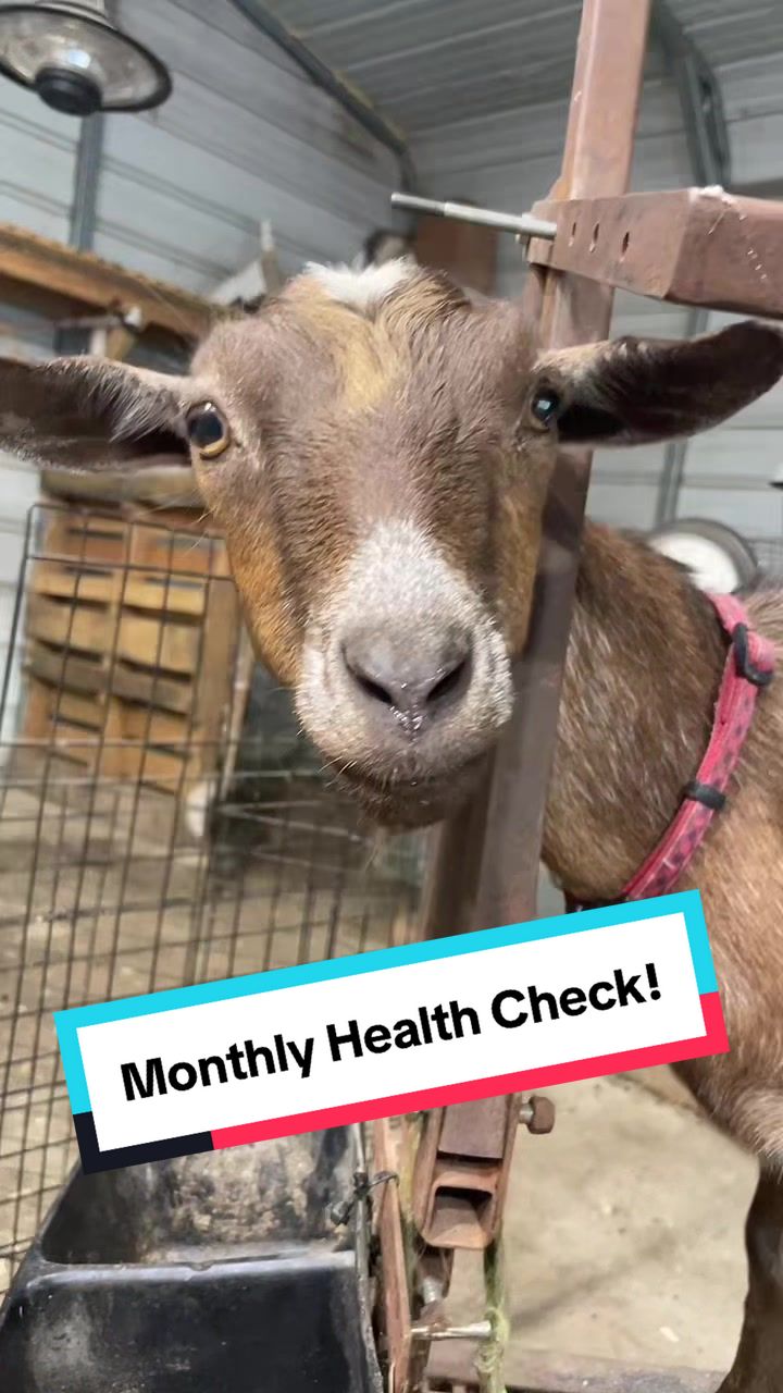 @Sierra_TSWFarms - 🐐🥛🐝