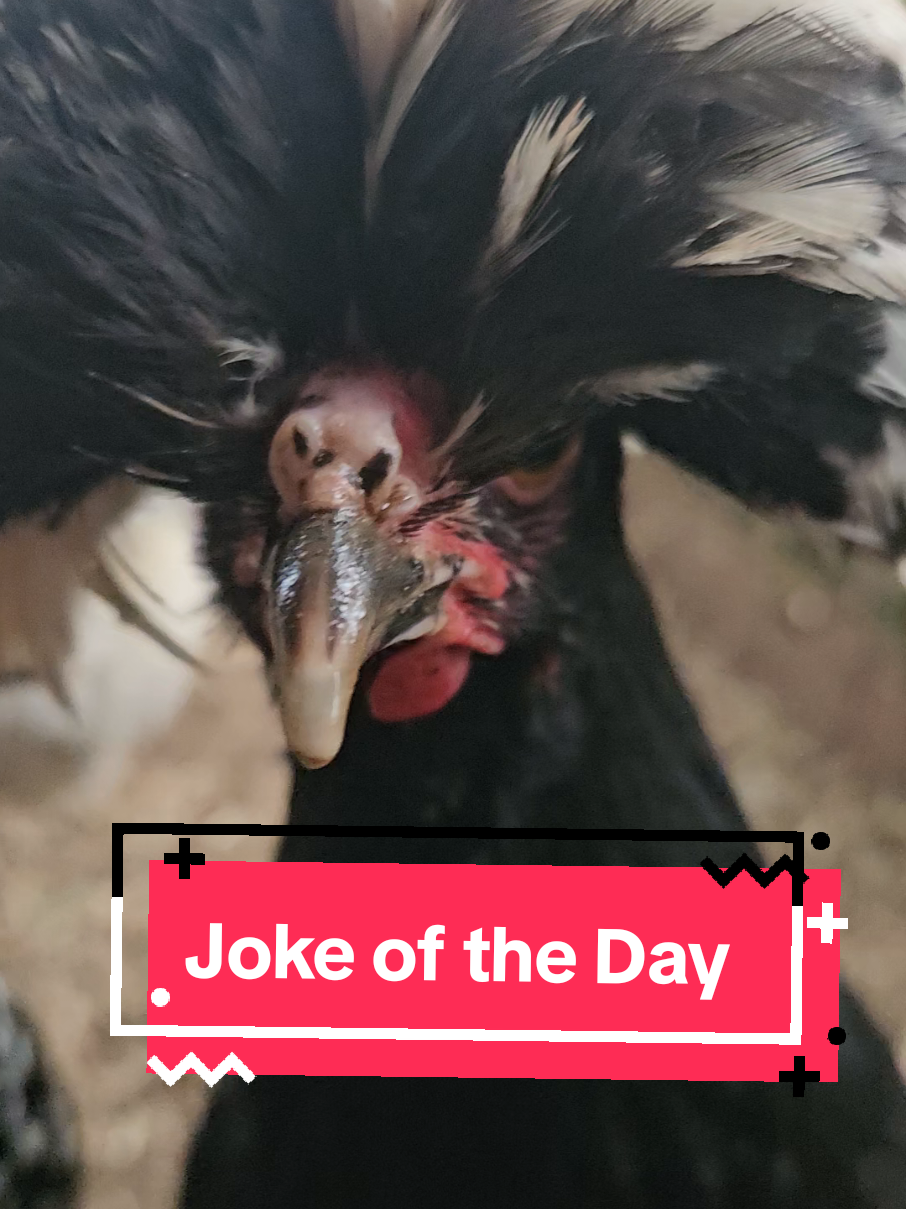 @The Ten Hens