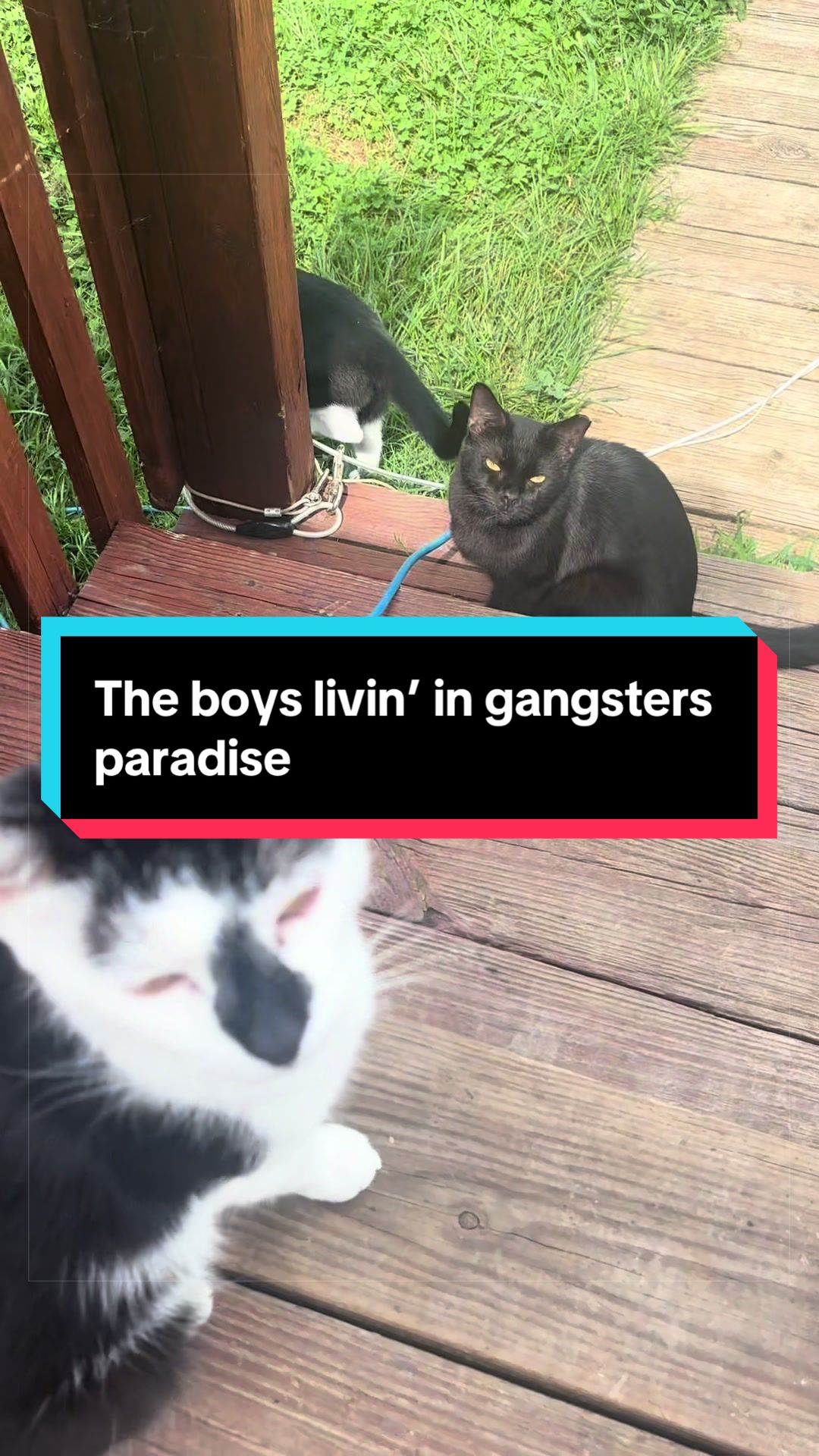 @catlover313official