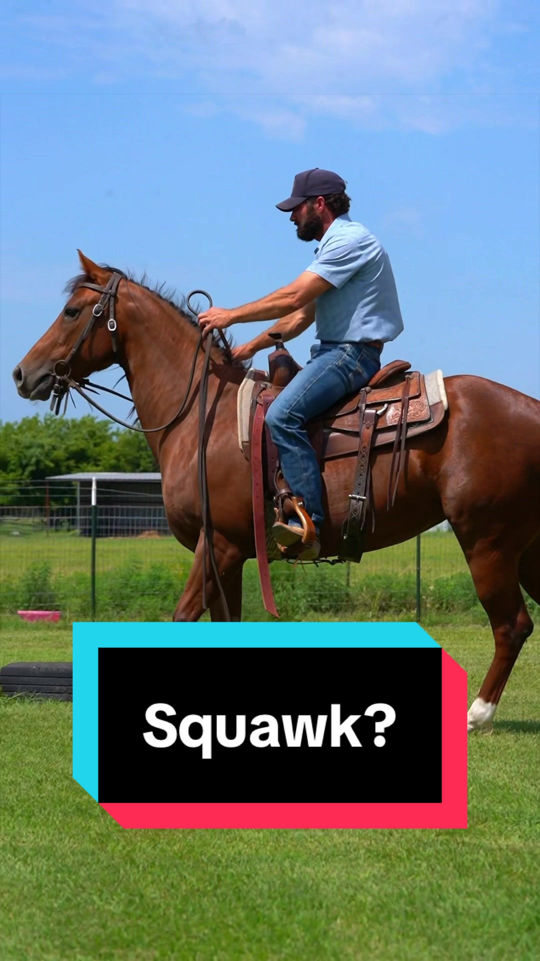@WS Horses