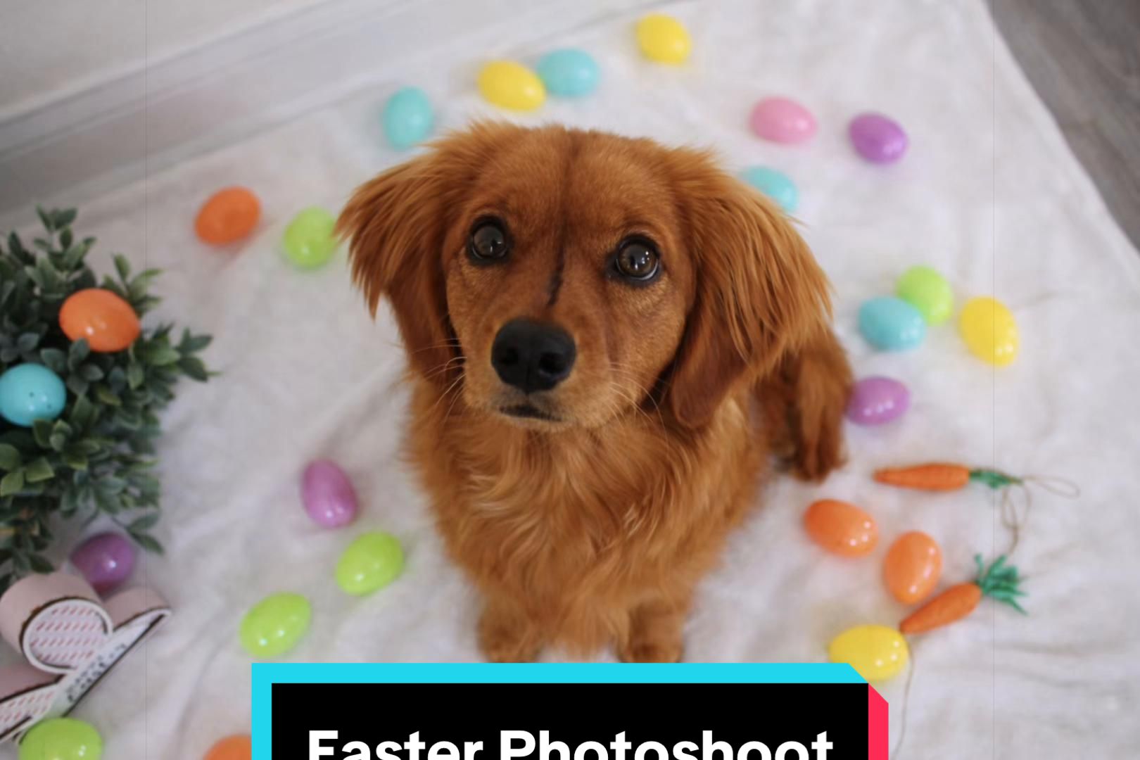 @Sage | Mini Golden Retriever
