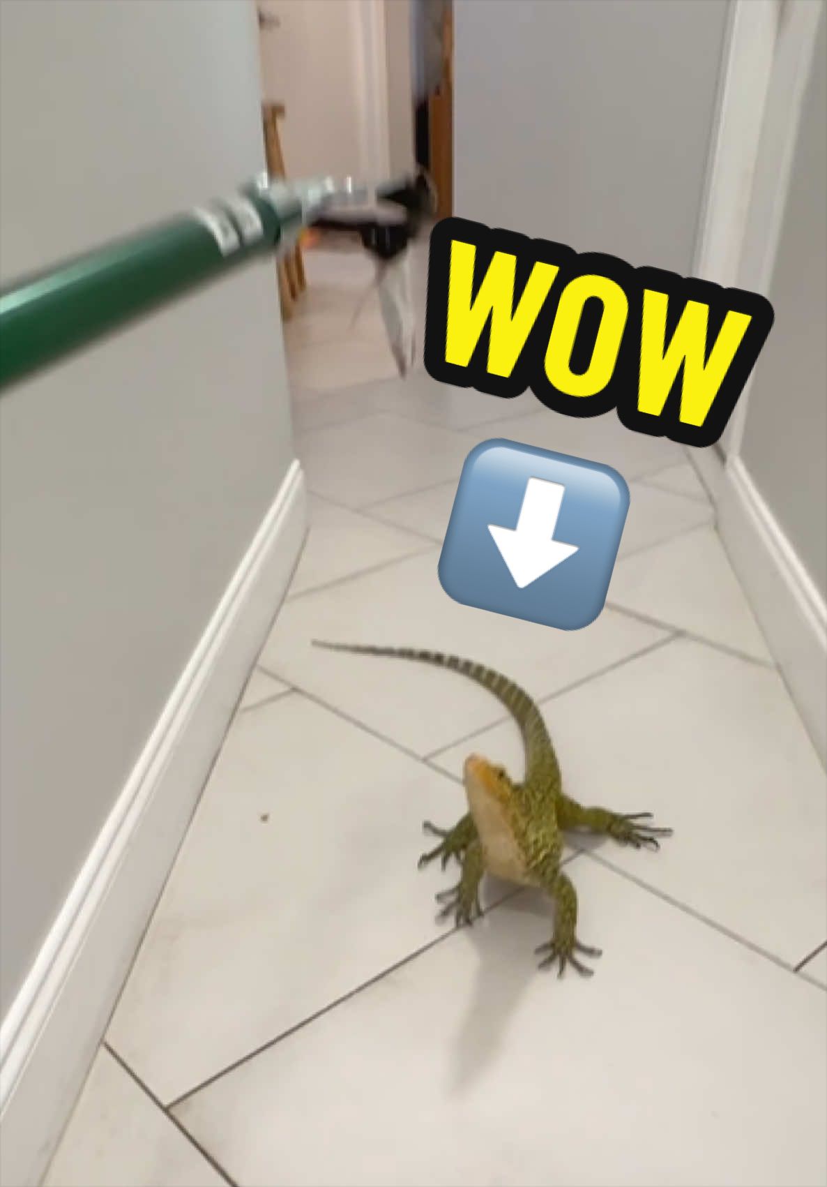 @Tommys_reptiles