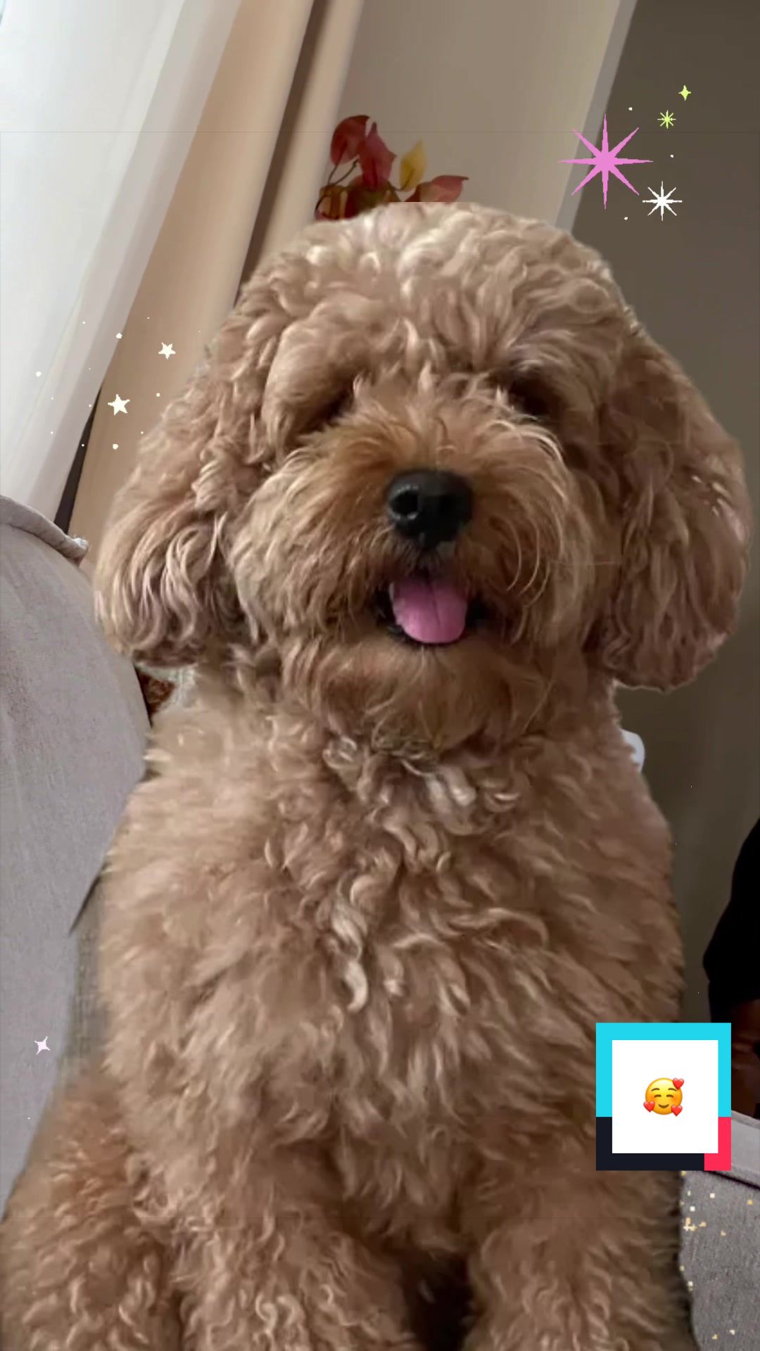 @PattyLove BabyNova 🐾🎀🥰