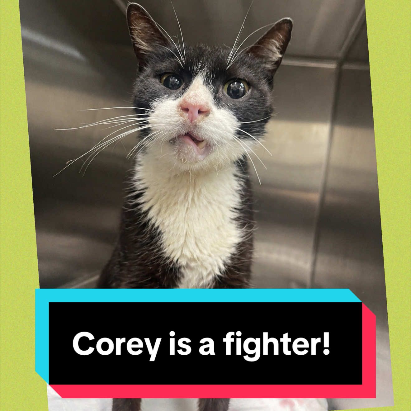 @The Cattery