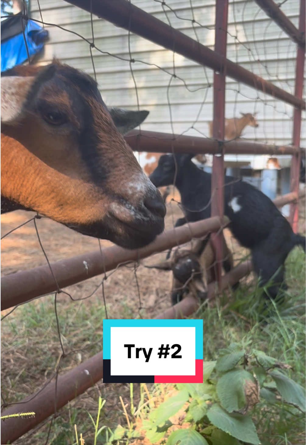 @Sierra_TSWFarms - 🐐🥛🐝
