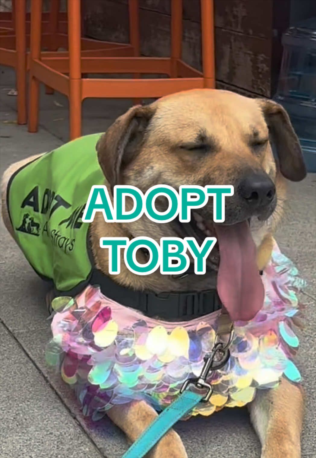 @Adopt a Pet