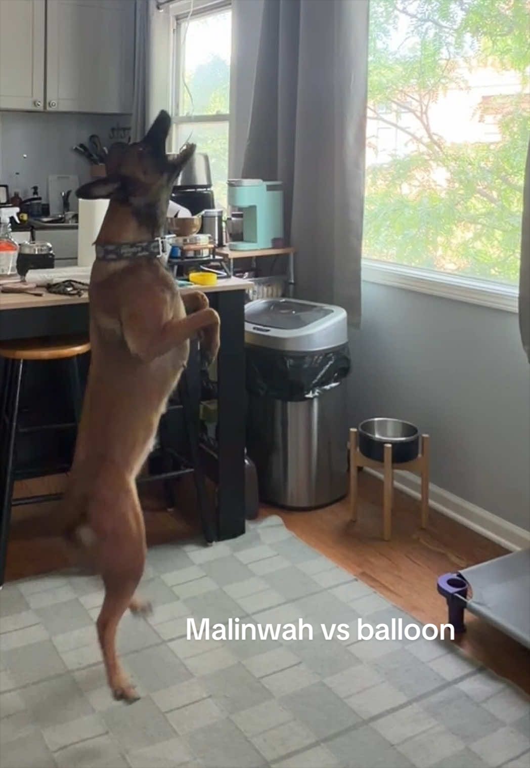 @dogstrainjen