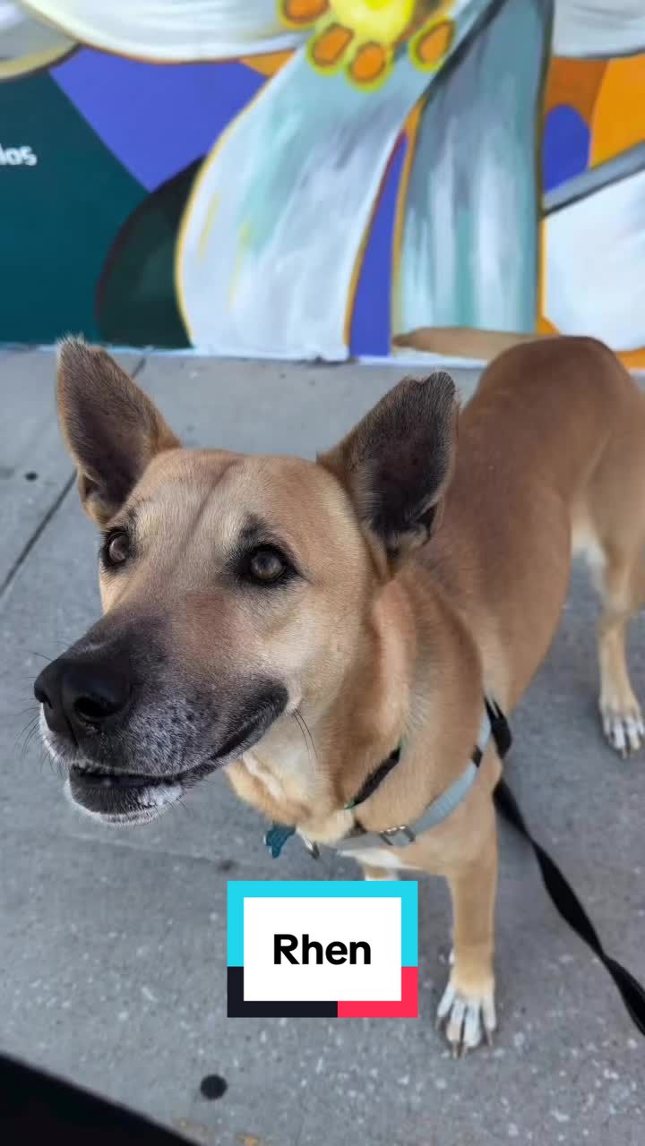 @Friends of Strays