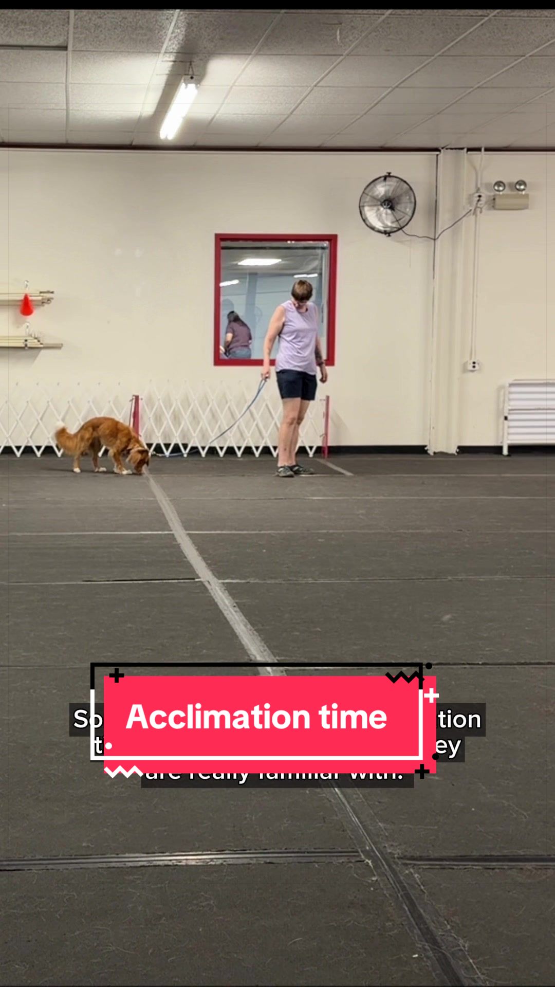 @Laura Waudby - Dog Sports