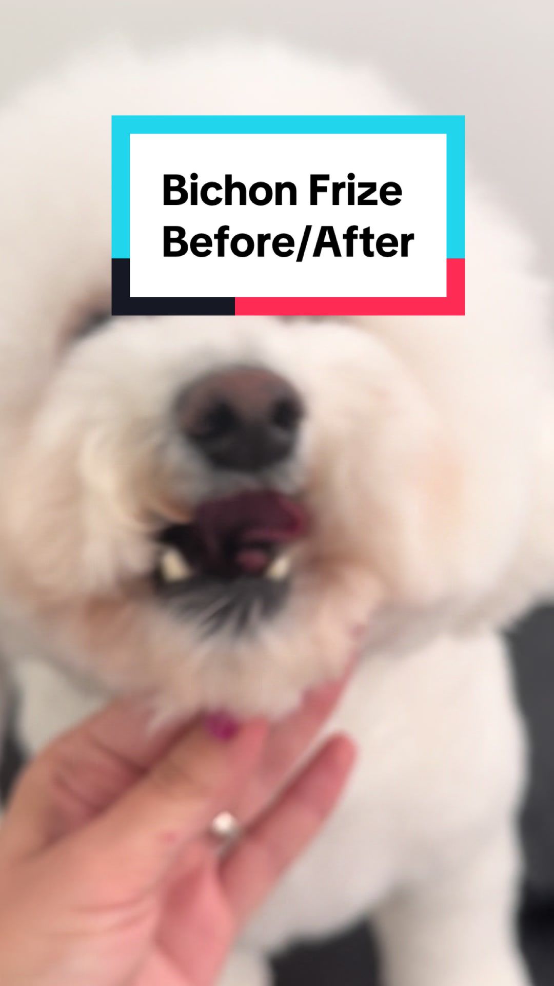 @Julia_theGroomer