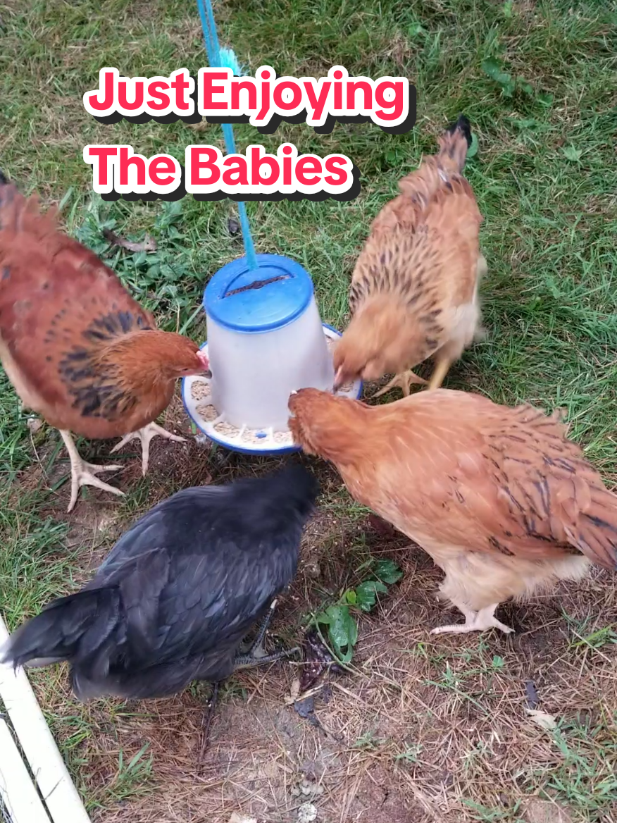 @CityChickenFarm