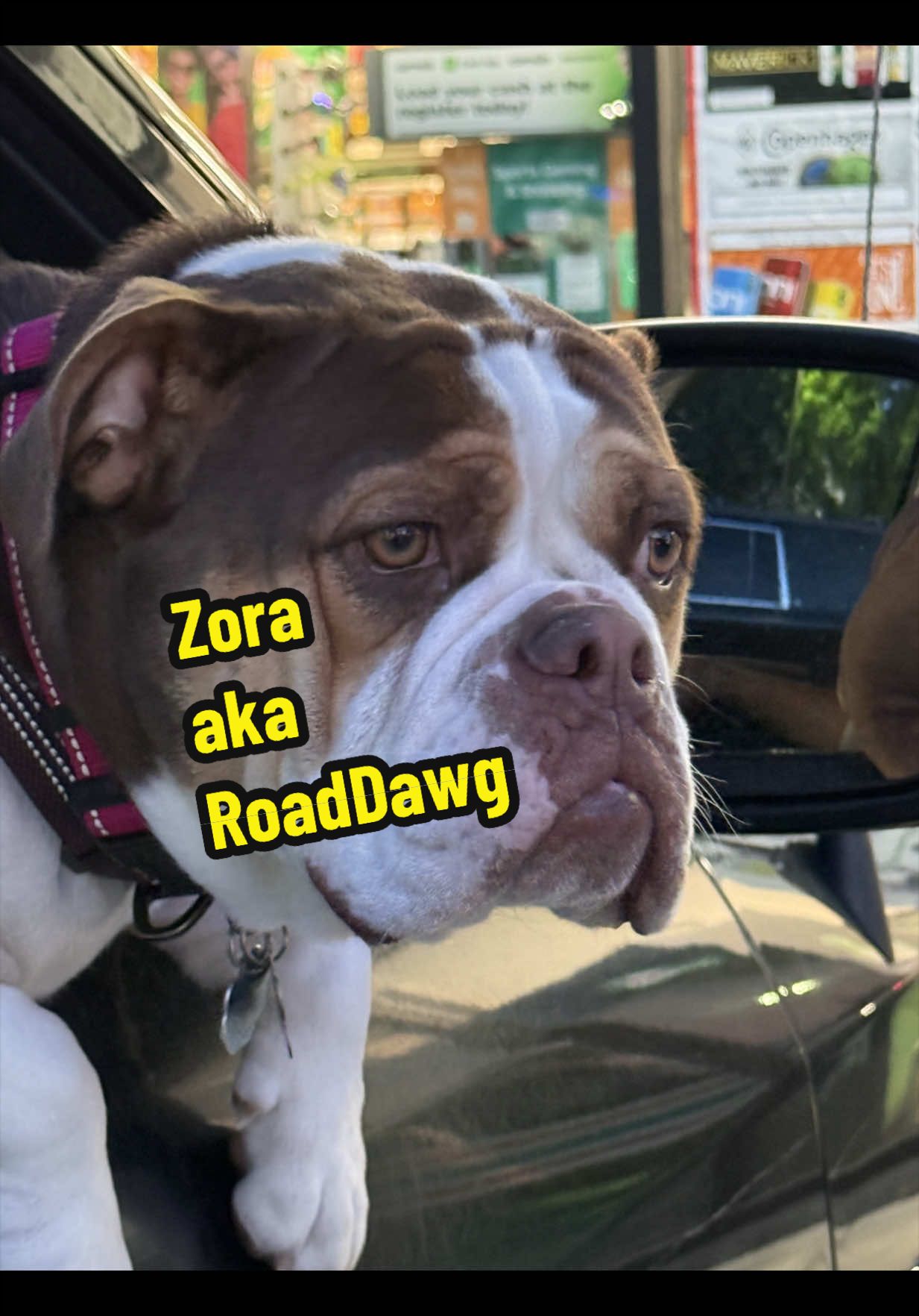 @Zora the bulldog