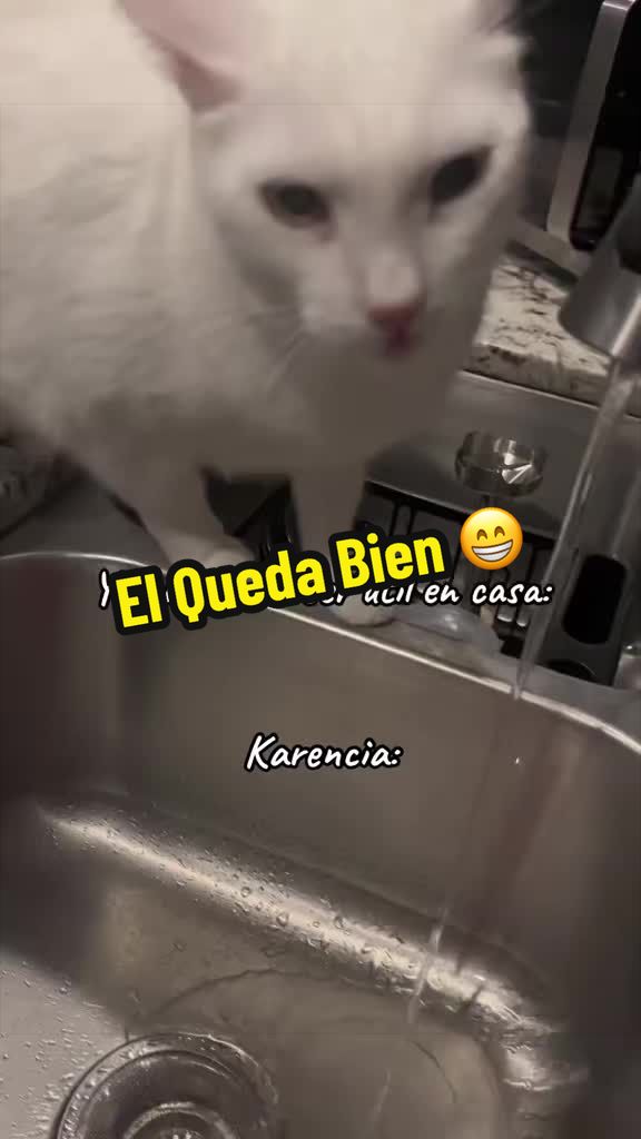 @🦖 MEOWassic CAT😺