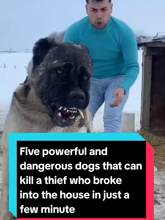 @The pet post