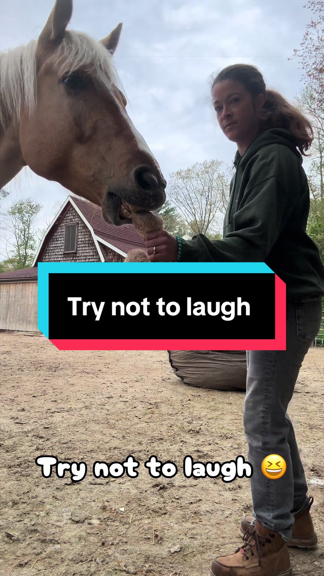 @Sandra&rsquo;s pale herd 🐴
