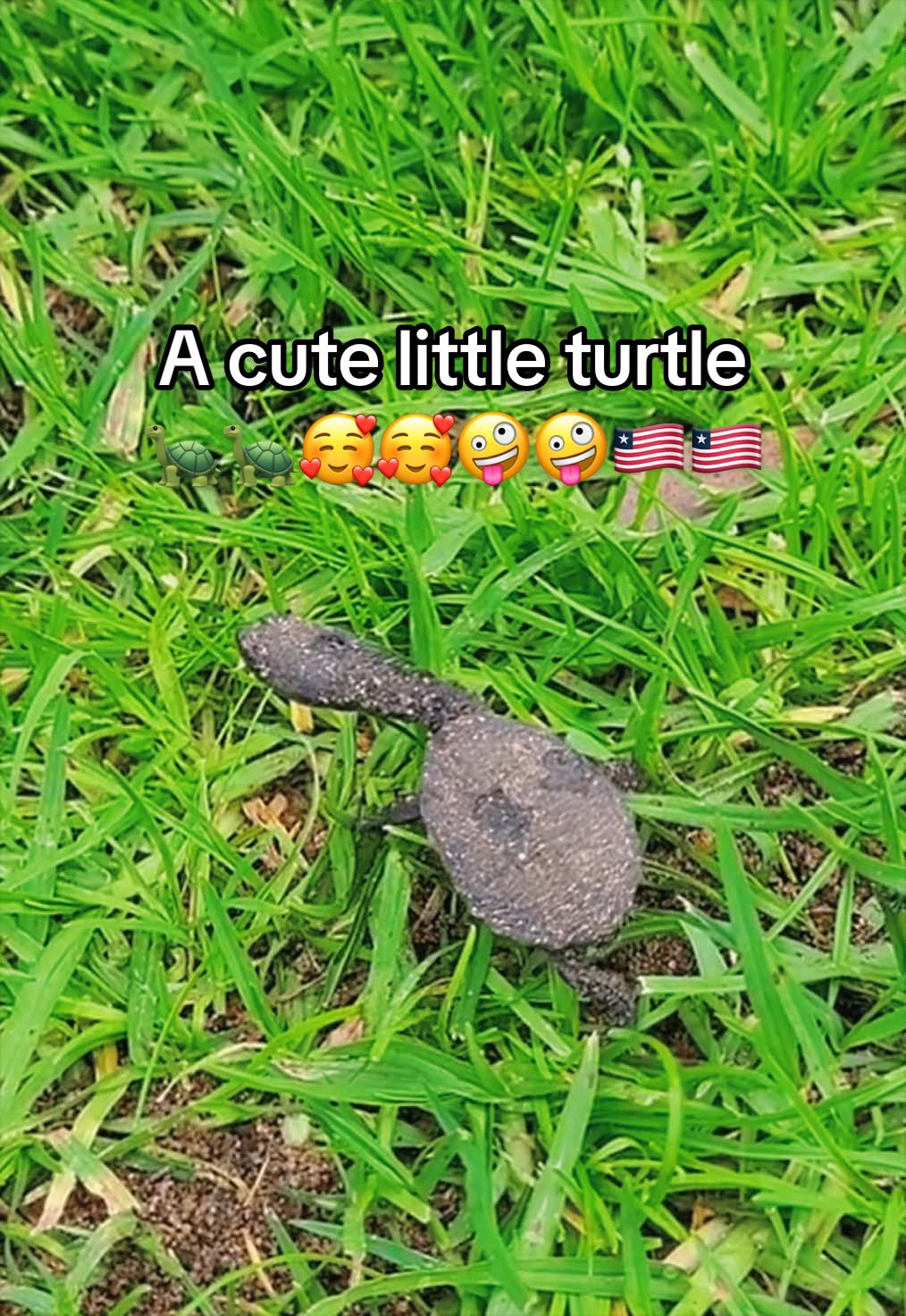 @Mr. Turtle
