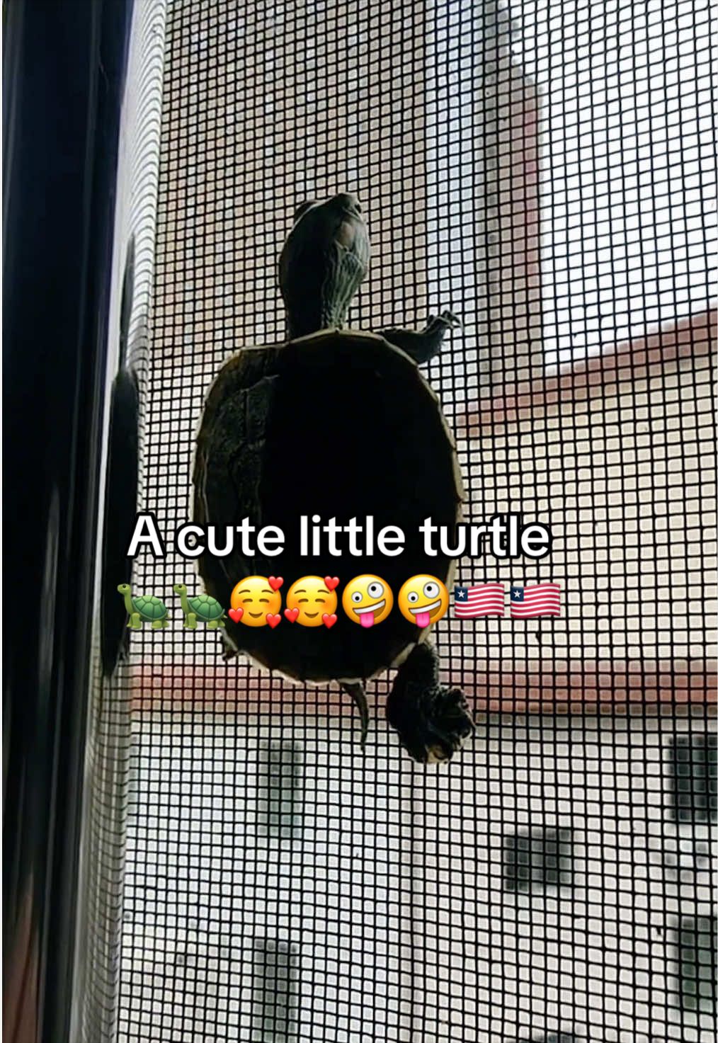 @Mr. Turtle