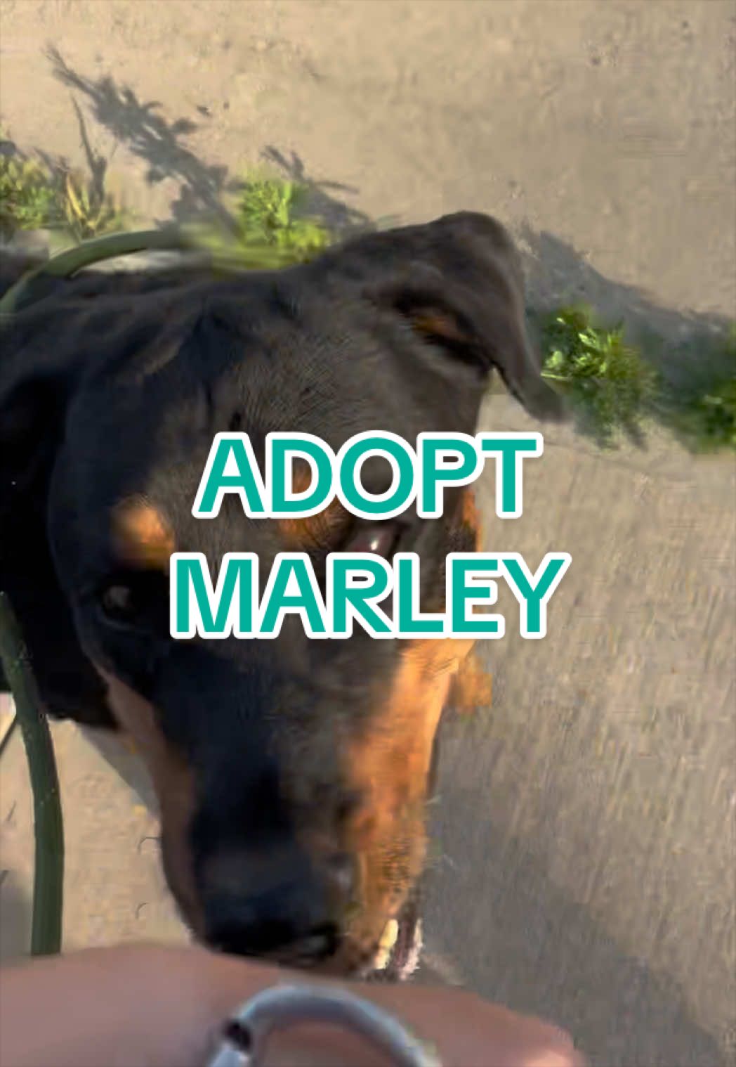 @Adopt a Pet