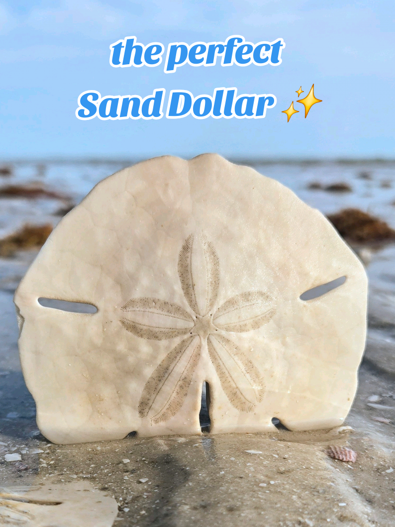@The Seashell Mermaid ๐