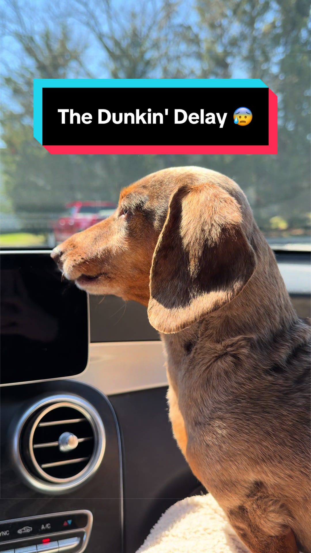 @NormanTheWienerDog