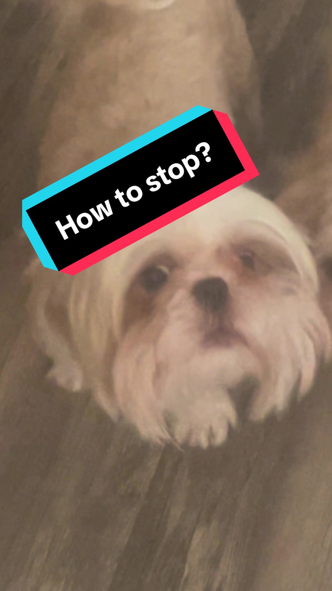 @2many.mutts