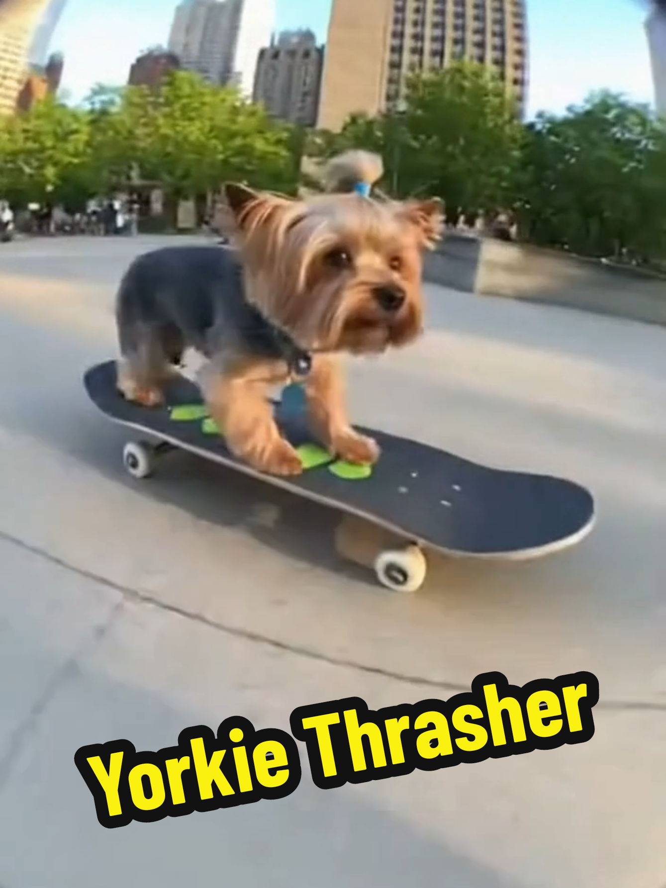 @Dailydoseofpuppetcomedy