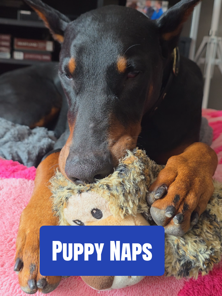 @Dobergoats Cash & Kaia