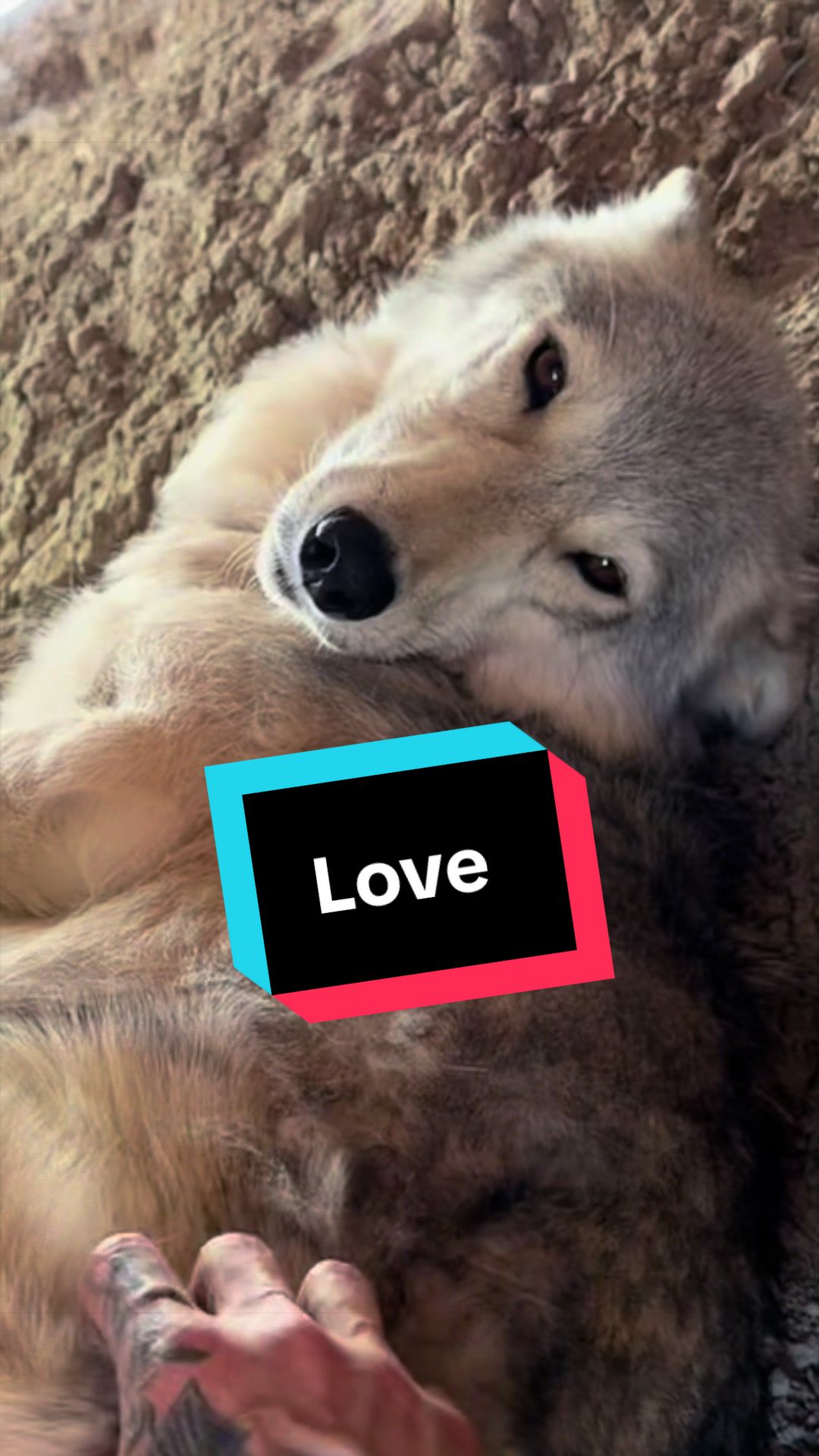 @ApexWolves