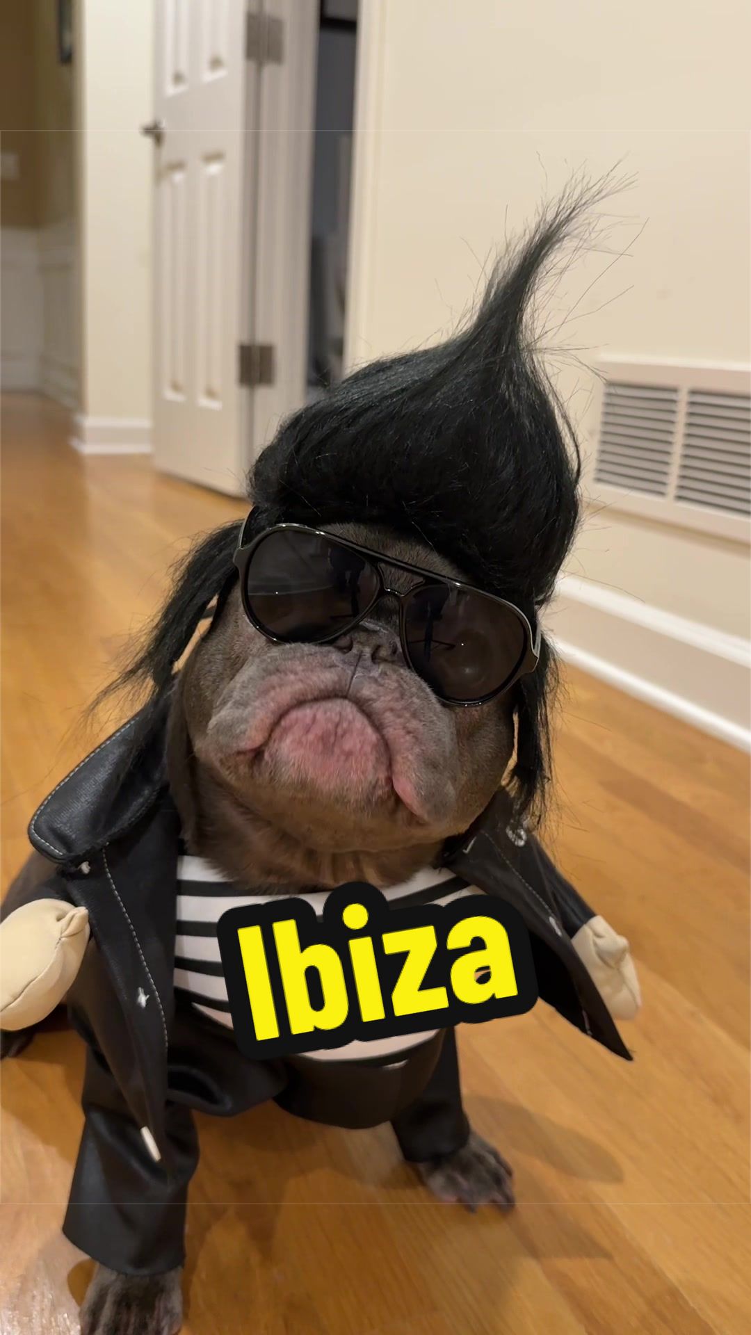 @Lazy Frenchie Daisy 💜