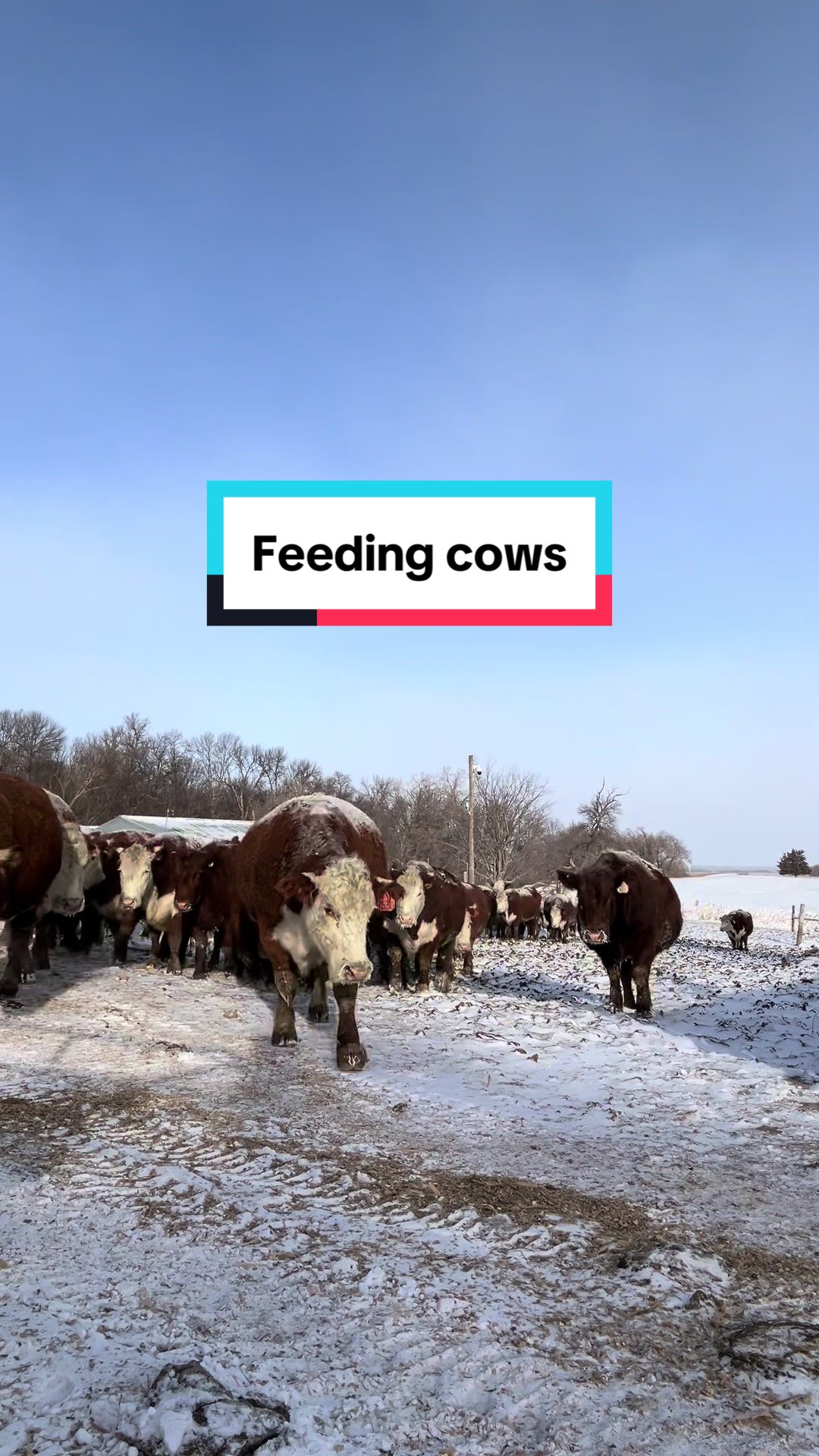 @Circle E Ranch Red Angus MN