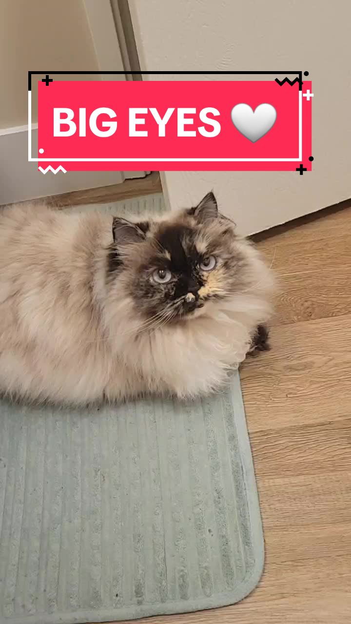@CatWith